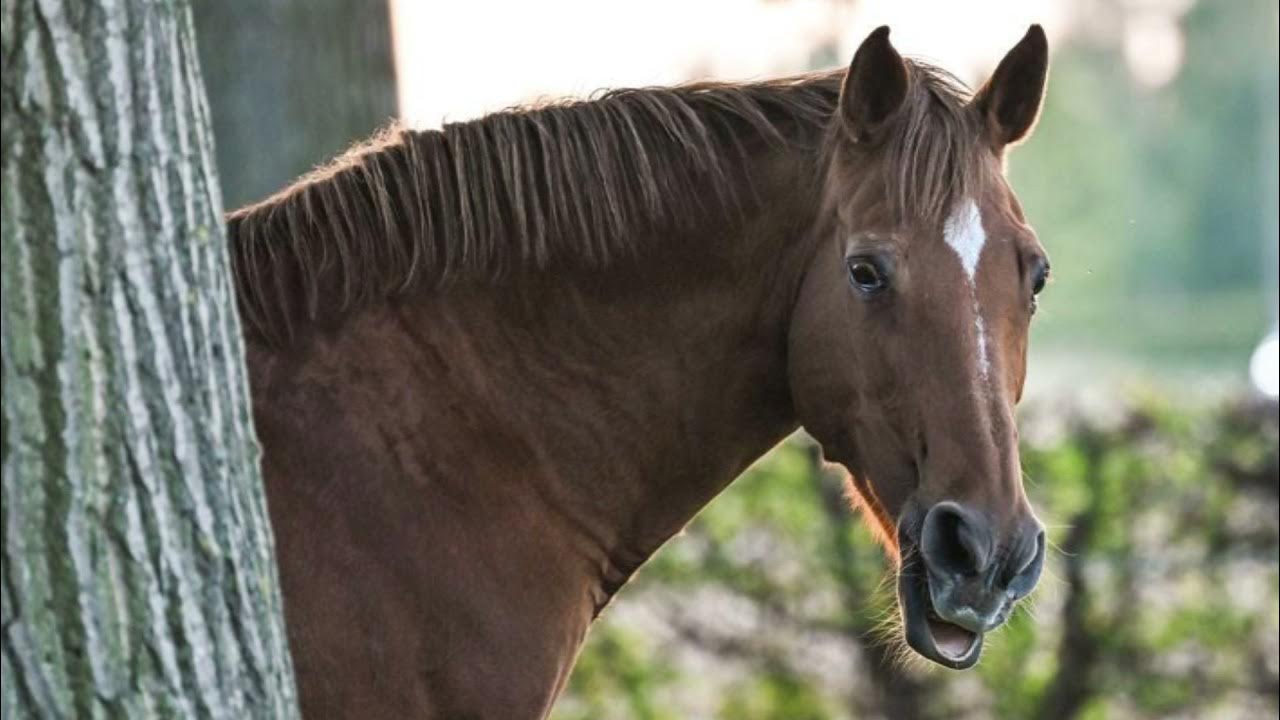 Horse Whinny Sound Effect YouTube