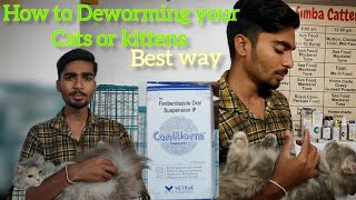 How to deworm your pet cats and kittens || Best way of deworming at home  @panchipetsworld3954