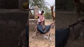 Poor Donkey Struggling With Heavy Water Load