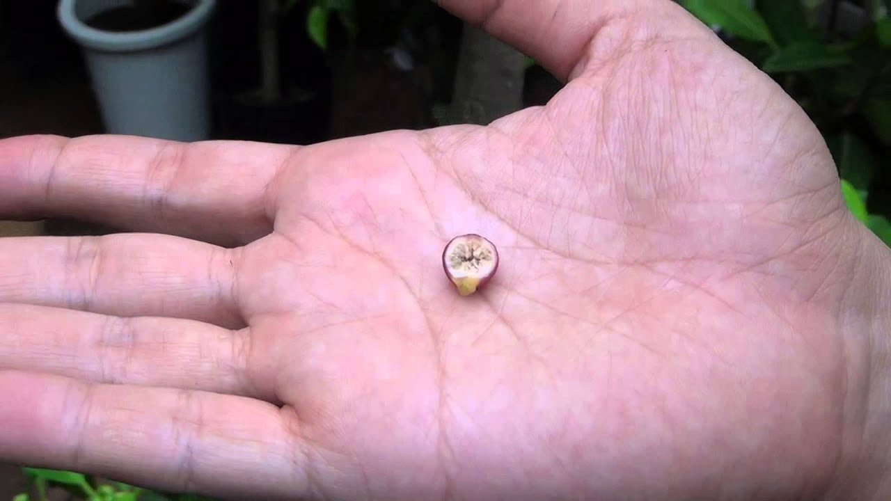 ガジュマルの育て方 日常管理 花と実について その3 Youtube