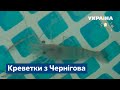 Креветки з Чернігова: чоловік вирощує ракоподібних в басейні