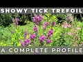 Showy tick trefoil  native plant profile