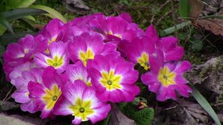 We Are Easter People - Homily:  April 4, 2021