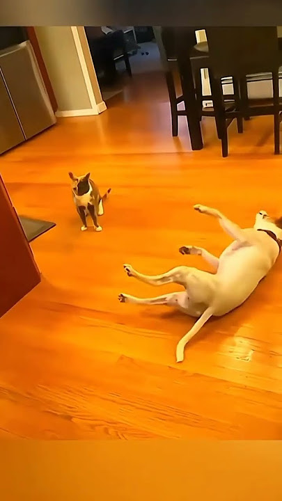 kucing vs anjing 😂 #kucing #kucinglucu #viral #anjing #anjingdankucing