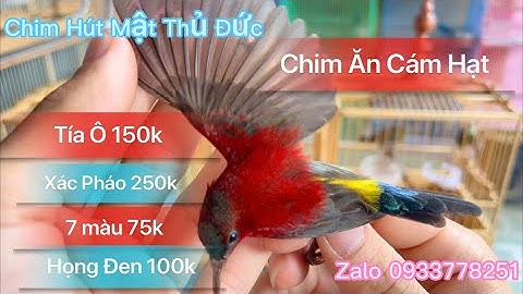 🔥Hot🔥Thanh Lý Chim Hút Mật Các Loại || Tía Ô-7 Màu-Xác Pháo-Họng Đen Giá Siêu Rẻ Cho AE Thả AVi