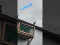 入舎口から出てきてしまった脱走鳩