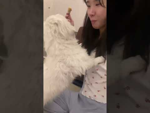 고구마 지분 강력하게 주장하는 고구마강경파 김포비