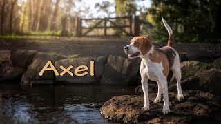 Axel the BeagleHarrier