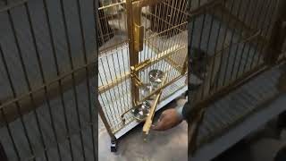 tame bird cage 3x2.5x2.5 size