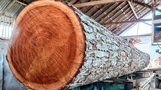 Невероятная задача распиловки старого гигантского и самого твердого красного дерева