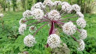 Angelica sylvestris (Wild Angelica)