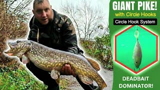 The Secret Circle Hook Rig for Deadbait Pike Fishing