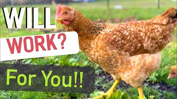 Using Chickens to build Garden Beds