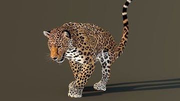 Leopard Model Walk Up and Sit Down 3D Animation | PROmax3D