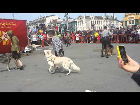 فيديو: كيف يتم الاحتفال بيوم معالج الكلاب في روسيا