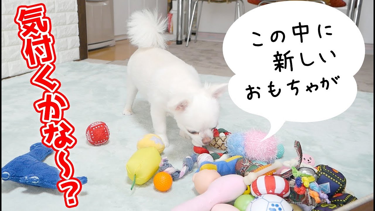 サプライズ 新しいおもちゃを見つけた瞬間の犬の可愛い反応ｗ 動物がかわいいyoutube動画はここだ