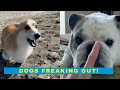 Dogs Freaking Out - Dogs Acting Crazy