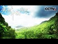 《美丽中国自然》热带雨林的奥秘：西双版纳的生态宝库与生命奇观 曲之自然系列【CCTV纪录】