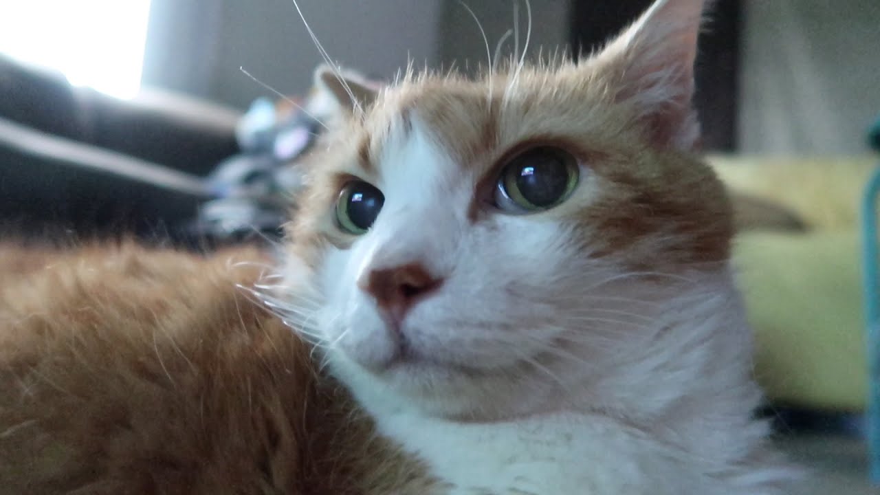 Cat Chills As It Storms YouTube