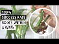 100% Propagation Success Rate! How I Propagate Expensive, Sensitive Rare Plants