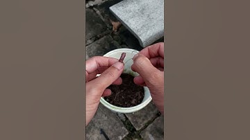 Cách móc trùng, giun trong cắm câu cá lóc hiệu quả