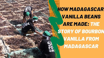 The Story of Vanilla; How Are Madagascar Vanilla Beans Made