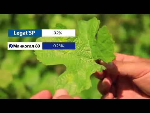 Video: Orezivanje vinove loze od kaleža - Kako smanjiti lozu kaleža