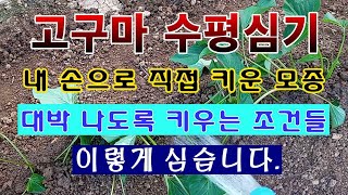 [텃밭농부 1,478]  고구마 대박나게 키울려면 수평심기를 해 보세요. #고구마재배 by 텃밭농부 9,796 views 11 days ago 22 minutes