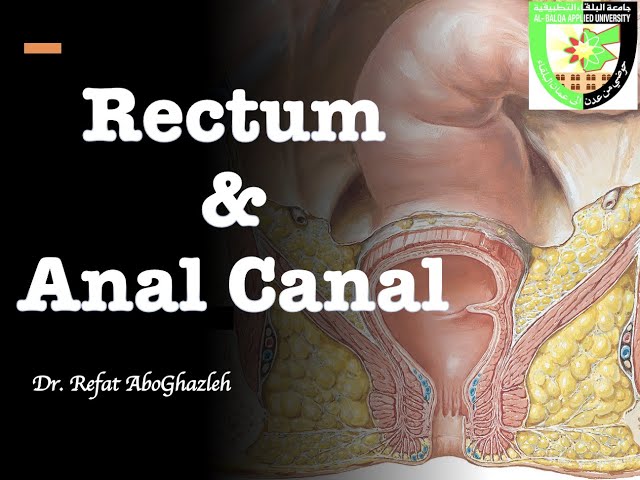 Kulrang anus Kulrang anus