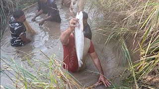 Fish hunting net fishing and hand fishing fisher men catch catfish