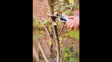 Gardening Plants Scissors Gardening Pruning Shears,New Gadgets, TikTok China#Shorts#Short #46