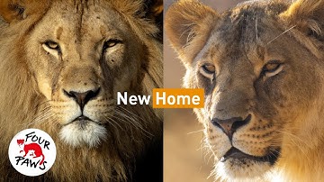 Een nieuw begin: geredde leeuwen vinden hun eeuwige thuis | VIER VOETERS Zuid-Afrika | [ONDERTEKENINGEN]