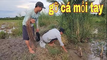 Cắm Câu Cá Lóc Mùa Nước Nổi , Cá Dính Câu Gỡ Không Kịp Luôn # SĂN BẮT ĐỒNG THÁP #