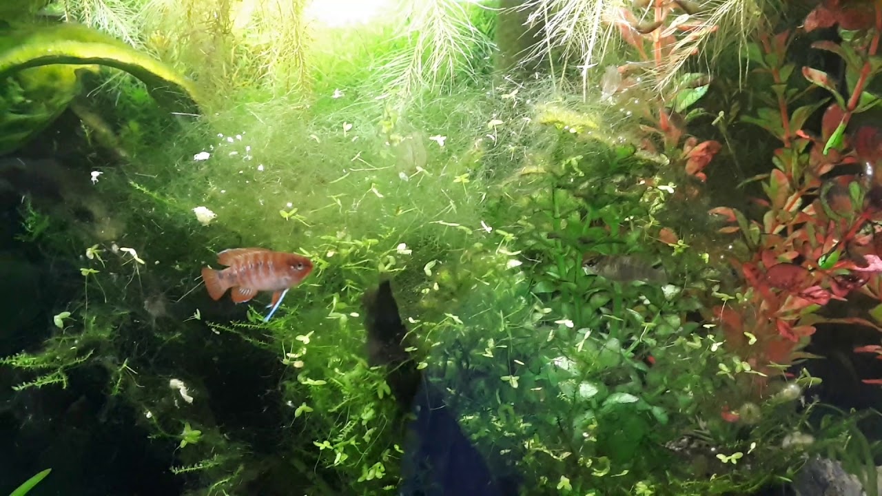 Tips on keeping Scarlet Badis / Breeding Scarlet Badis