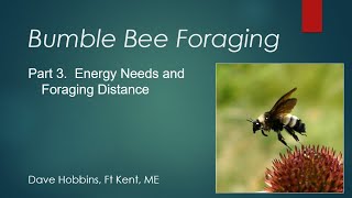 Bumble Bees: Foraging by Bumble Bees part 3: Energy Needs and Foraging Distance