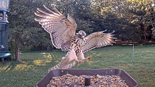 Hawks on bird feeder - 1 minute compilation