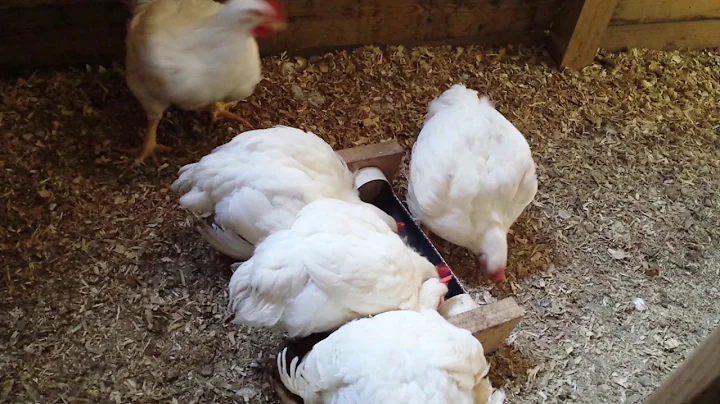 The broilers get so big they can barely walk at 8 weeks old