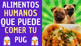 ✅7 Alimentos Humanos que PUEDE comer tu perro PUG Carlino
