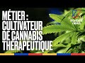 Cet agriculteur franais sest lanc dans la production risque du cannabis thrapeutique  konbini