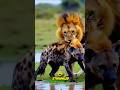 Lone Wild Dog vs. Male Lion—No Chance #animals #shorts #youtubeshorts #wildlife