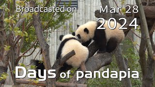 20240328 Broadcast Top Highlights 07 by pandapia HD 289 views 2 weeks ago 2 minutes, 16 seconds