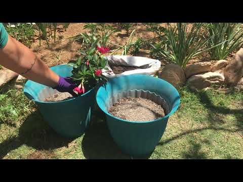 Video: Container planting dipladenia