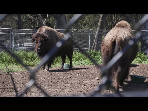 Video: Hangisi daha büyük Golden Gate Parkı mı yoksa Central Park mı?