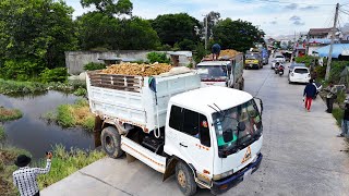 Download Lagu Pour Soil Rocks to Clear the Flood Area! Great Teamwork Quickly DumpTruck With Skills Bulldozer MP3 Download Lagu Pour Soil Rocks to Clear the Flood Area! Great Teamwork Quickly DumpTruck With Skills Bulldozer MP3