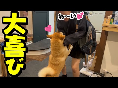 2年ぶりのコタツに娘が大喜びすると一緒になって大喜びする柴犬が可愛い