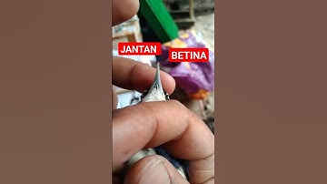 perbedaan rambatan Doraemon jantan & betina #rambatandoraemon #rambatangacor