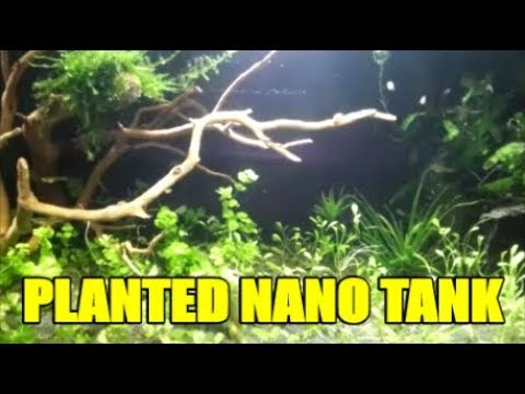 planted nano tank no