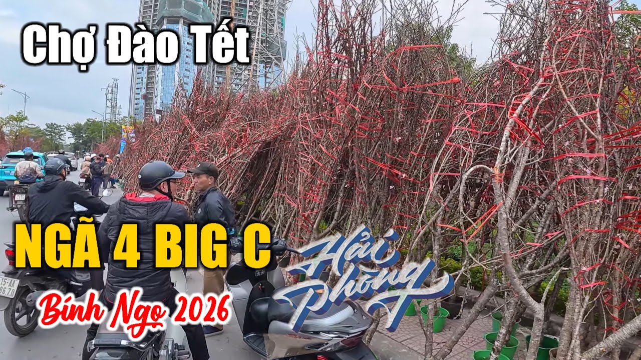 Chợ Đào Tết 2026, Bạch Thái Bưởi - Ngã 4 Big C | Đào Đá Tây Bắc phủ kín phố Cảng (05.02.2026)