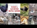 Visita ao Sítio Roncador em Vitória de Santo Antão - Ganso, Cisne, Emu, Avestruz, Marrecos e Ovelhas