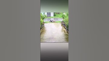 Trời mưa cây phượng ngã dây điện thồng giật 2 người đi xe máy tu.vong